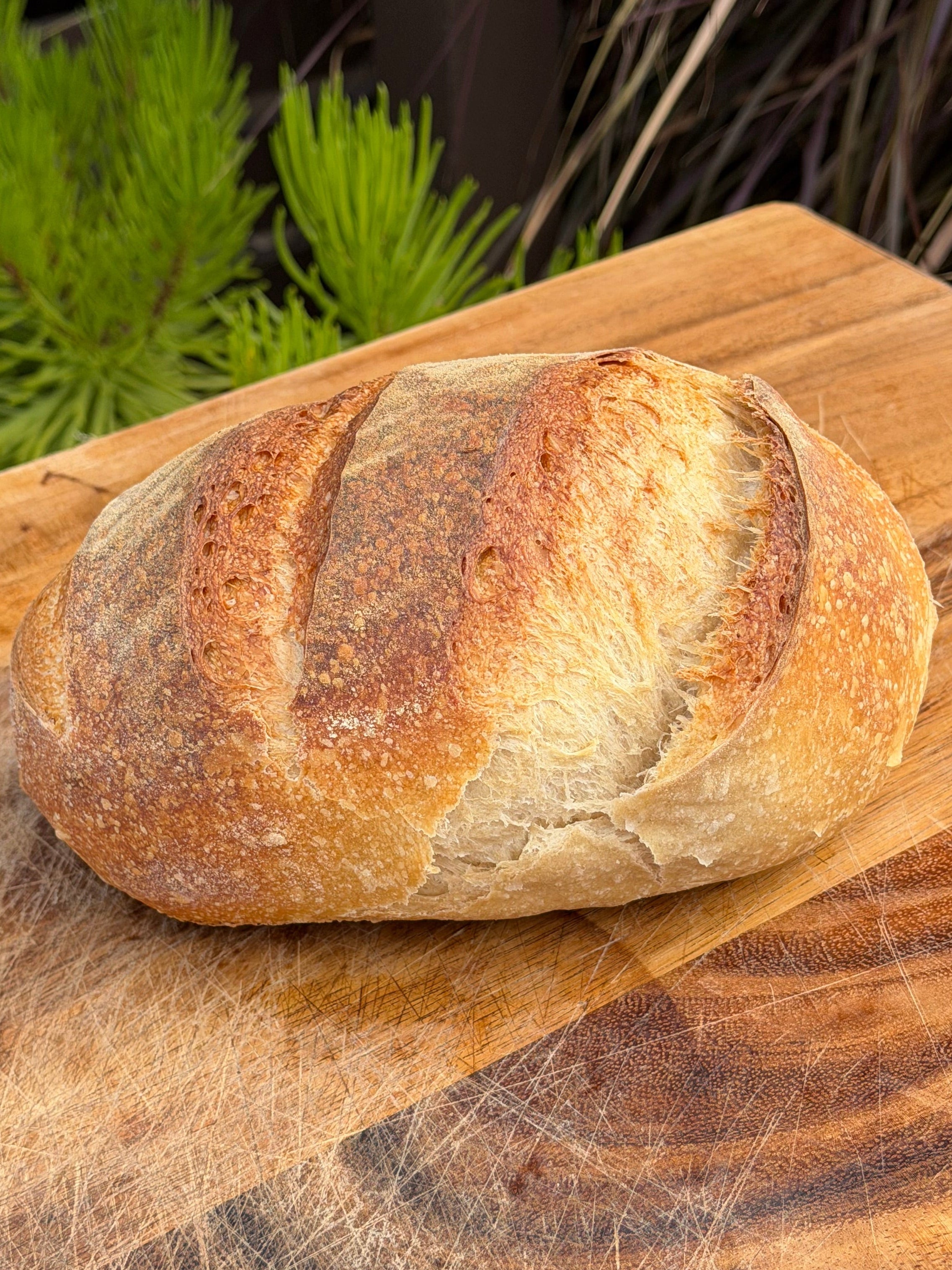 Classic Sourdough